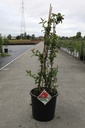 Chaenomeles speciosa Proven Winners® 'Scarlet Storm' (PBR) cont. 18L 125/+ cm +p