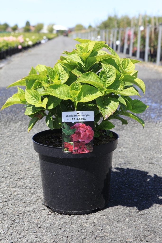Hydrangea macrophylla 'Red Baron' cont. 10L 40-50 cm +f