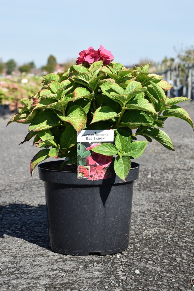 [P] Hydrangea macrophylla 'Red Baron' cont. 10L 40-50 cm +p