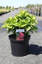 Hydrangea macrophylla 'Red Baron' cont. 10L 40-50 cm +f