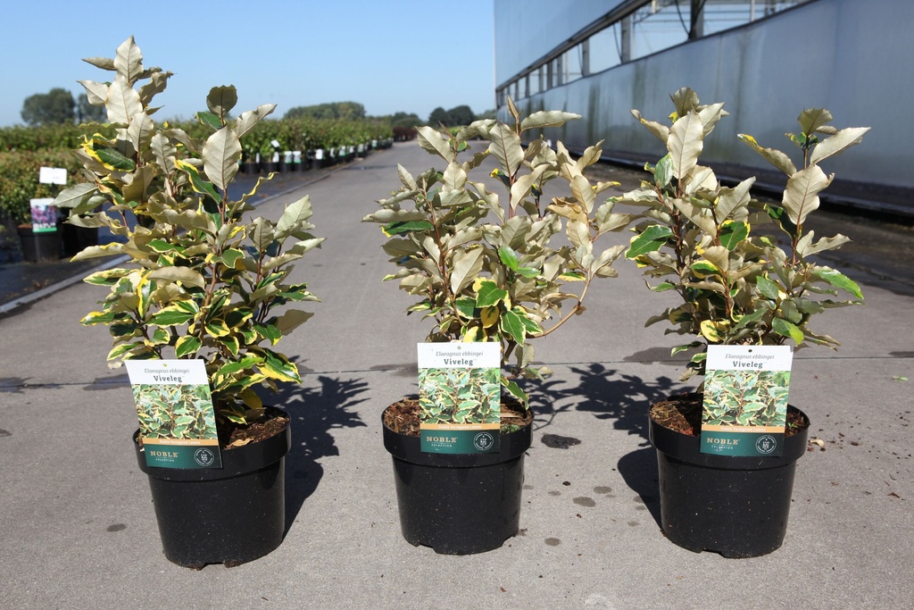 Elaeagnus ebbingei 'Viveleg' (PBR) cont. 3,6L 40-50 cm +f