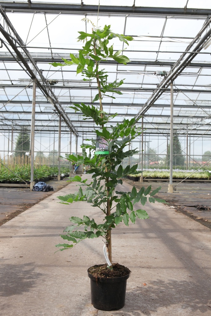 [P] Wisteria brachybotrys 'Showa-beni' cont. 5L 150/+ cm (pink) +p