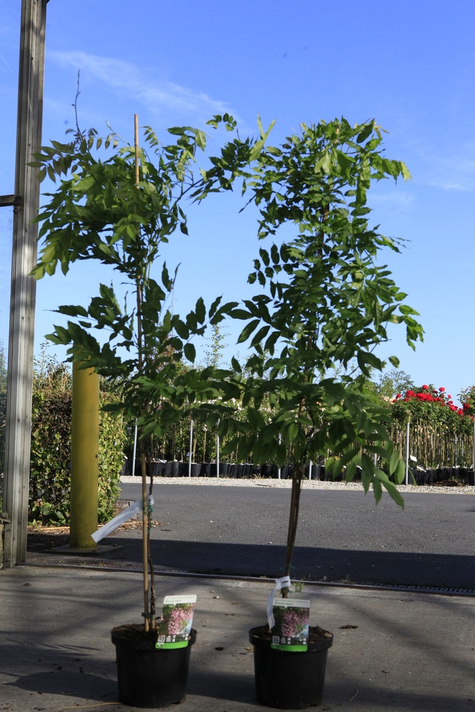 [P] Wisteria brachybotrys 'Showa-beni' cont. 5L 150/+ cm (rose) +p