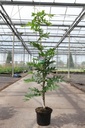 Wisteria brachybotrys 'Showa-beni' cont. 5L 150/+ cm (pink) +ф