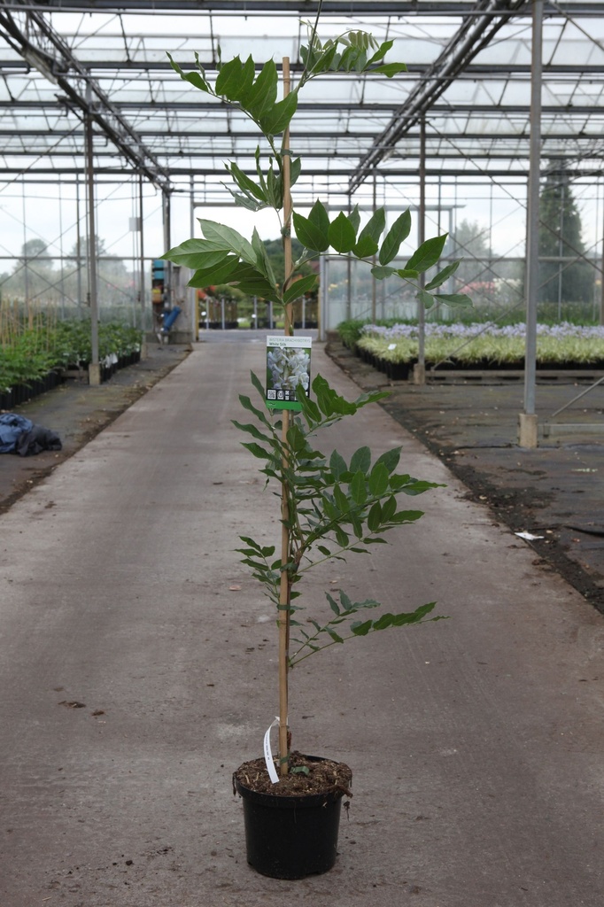 [P] Wisteria brachybotrys 'White Silk' cont. 5L 150/+ cm (white) +p