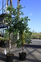Wisteria brachybotrys 'White Silk' cont. 5L 150/+ cm (blanc) +p