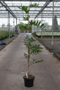 Wisteria brachybotrys 'White Silk' cont. 5L 150/+ cm (white) +ф