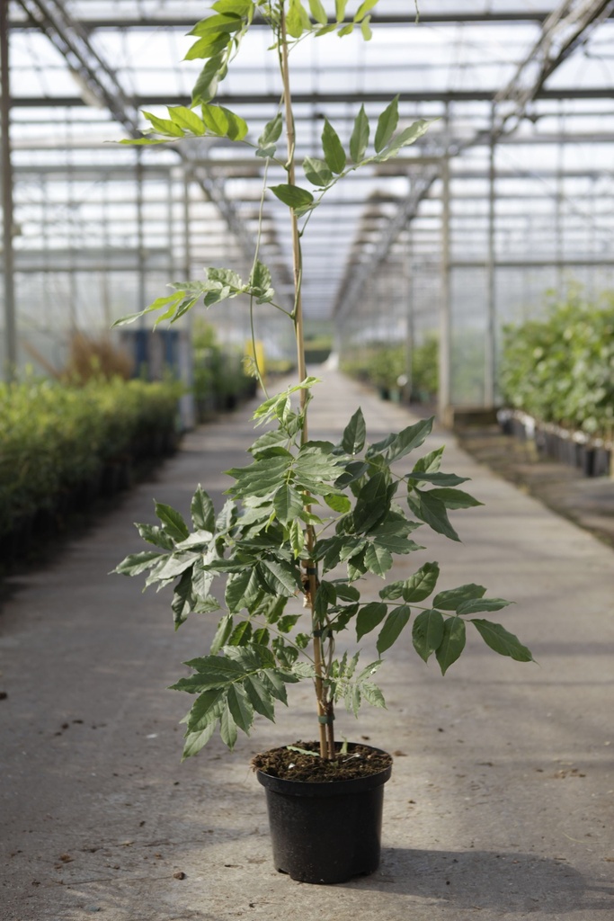 [P] Wisteria floribunda 'Longissima Alba (Shiro Noda)' cont. 5L 150/+ cm (white) +p