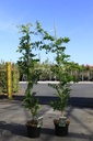 Wisteria floribunda 'Longissima Alba (Shiro Noda)' cont. 5L 150/+ cm (blanc) +p