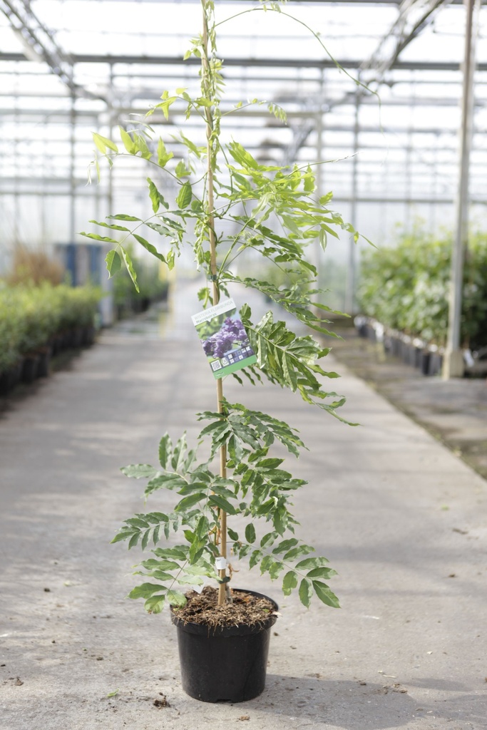 [P] Wisteria floribunda 'Macrobotrys (De Belder)' cont. 5L 150/+ cm (blue) +ф