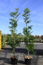 Wisteria floribunda 'Macrobotrys (De Belder)' cont. 5L 150/+ cm (bleu) +p