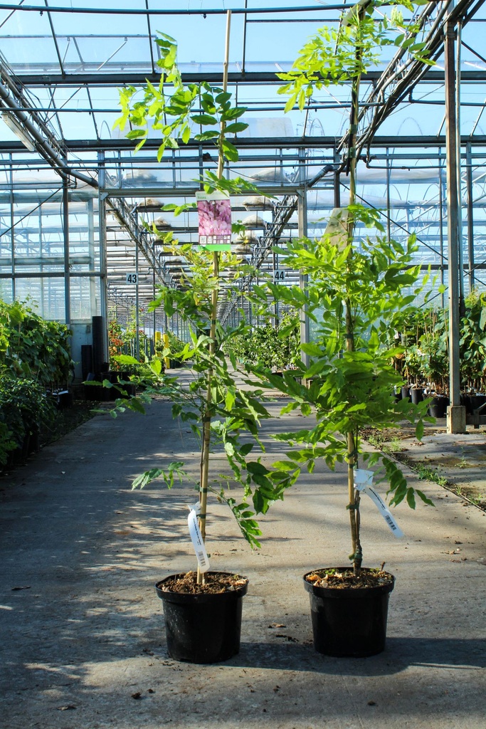 [P] Wisteria floribunda 'Rosea (syn. Honbeni)' cont. 5L 150/+ cm (rosa) +B