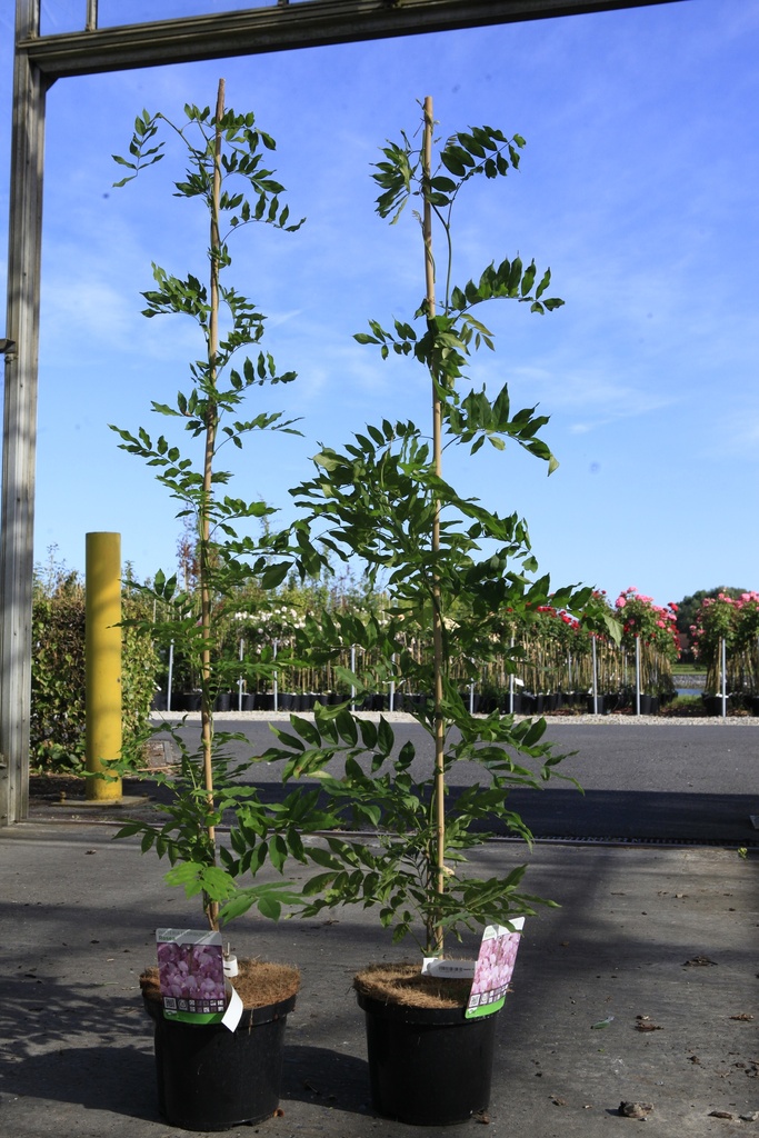 [P] Wisteria floribunda 'Rosea (syn. Honbeni)' cont. 5L 150/+ cm (rose) +p
