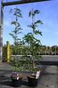Wisteria floribunda 'Rosea (syn. Honbeni)' cont. 5L 150/+ cm (розовый) +ф