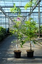 Wisteria floribunda 'Rosea (syn. Honbeni)' cont. 5L 150/+ cm (rosa) +B