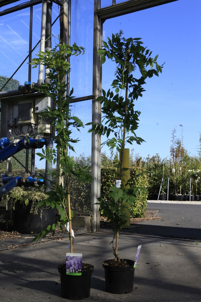 Wisteria formosa 'Issai (syn. Domino)' Kont. 5L 150/+ cm (blau) +B