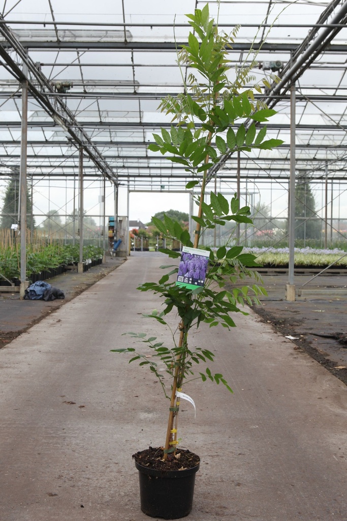 [P] Wisteria formosa 'Issai (syn. Domino)' cont. 5L 150/+ cm (bleu) +p