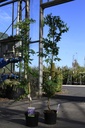 Wisteria formosa 'Issai (syn. Domino)' Kont. 5L 150/+ cm (blau) +B
