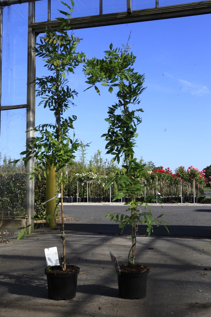 [P] Wisteria sinensis 'Amethyst' cont. 5L 150/+ cm (blauw) +f