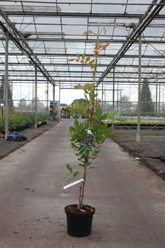 Wisteria sinensis 'Amethyst' cont. 5L 150/+ cm (bleu) +p