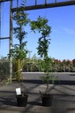 Wisteria sinensis 'Amethyst' cont. 5L 150/+ cm (синий) +ф