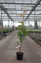 Wisteria sinensis 'Amethyst' cont. 5L 150/+ cm (bleu) +p
