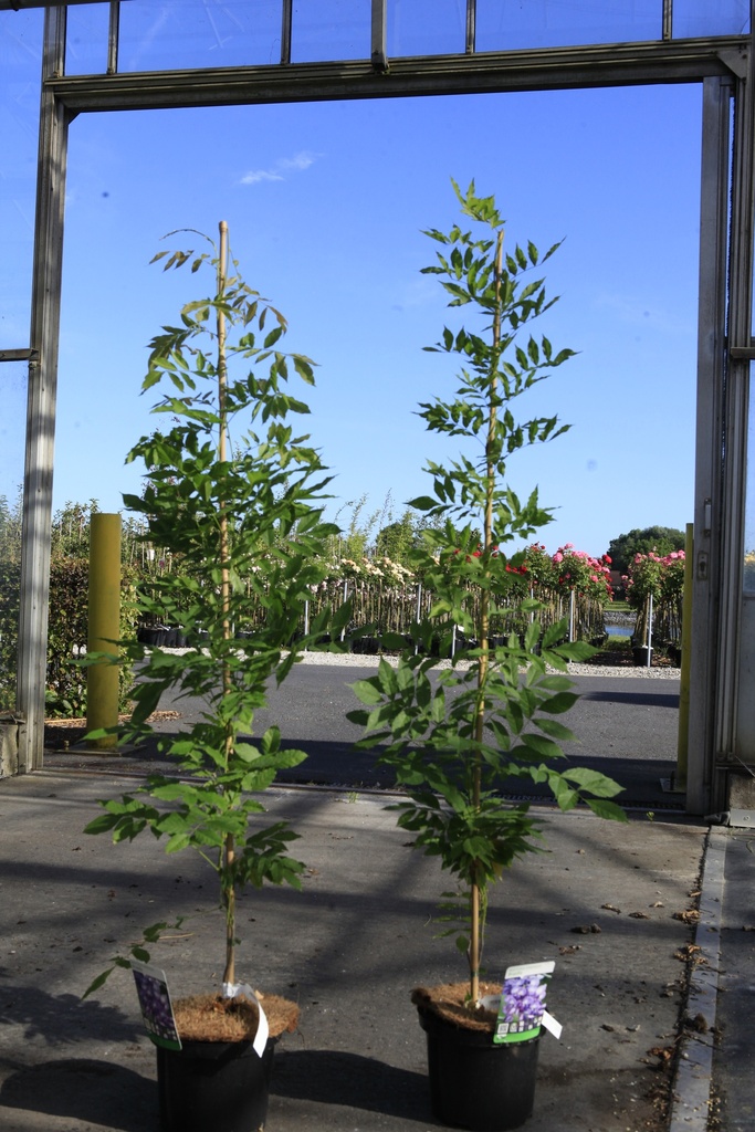 Wisteria sinensis 'Prolific' Kont. 5L 150/+ cm (blau) +B