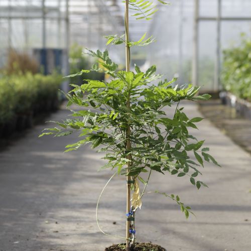 [P] Wisteria sinensis 'Prolific' cont. 5L 150/+ cm (blue) +ф