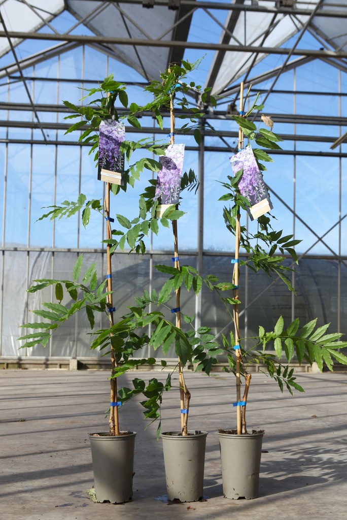 Wisteria sinensis 'Prolific' cont. 5L 150/+ cm (blue) +ф