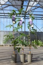 Wisteria sinensis 'Prolific' cont. 5L 150/+ cm (blue) +ф