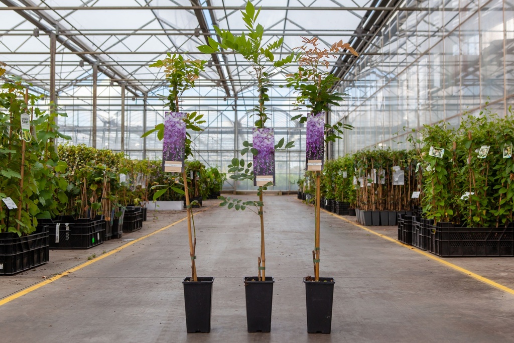 [P] Wisteria sinensis 'Prolific' cont. 2L high 100-125 cm (blue) +ф