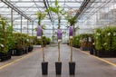 Wisteria sinensis 'Prolific' cont. 2L hoog 100-125 cm (blauw) +f
