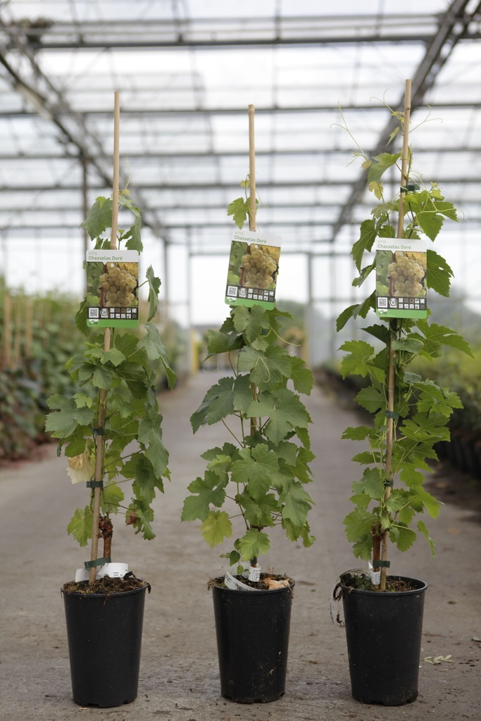 [P] Vitis 'Chasselas Doré' cont. 3L high 80-100 cm grafted (white) +p