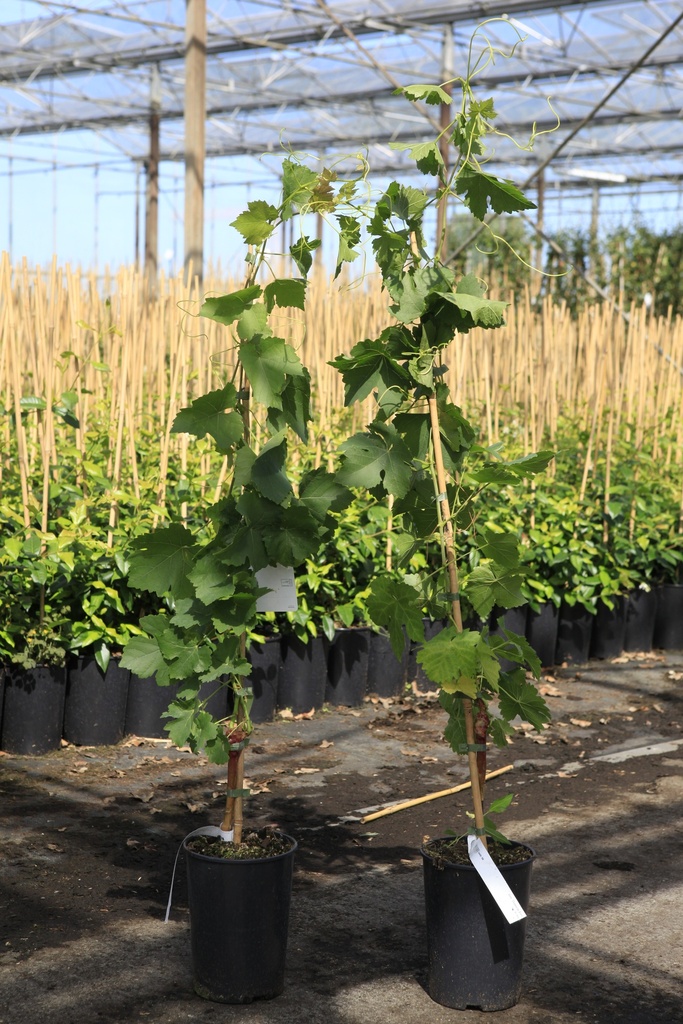 [P] Vitis 'Chasselas Doré' cont. 3L hoog 80-100 cm veredeld (wit) +f