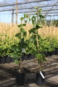 Vitis 'Chasselas Doré' cont. 3L high 80-100 cm grafted (white) +p