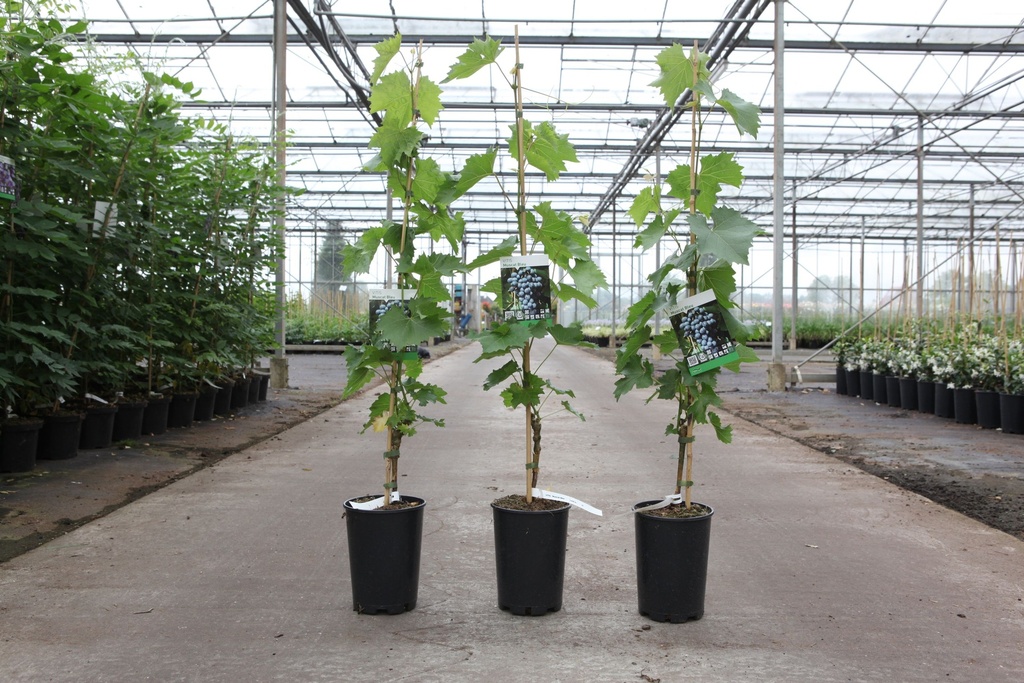 [P] Vitis 'Muscat Bleu' cont. 3L high 80-100 cm grafted (blue) +ф