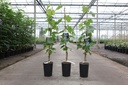 Vitis 'Muscat Bleu' cont. 3L high 80-100 cm grafted (blue) +p