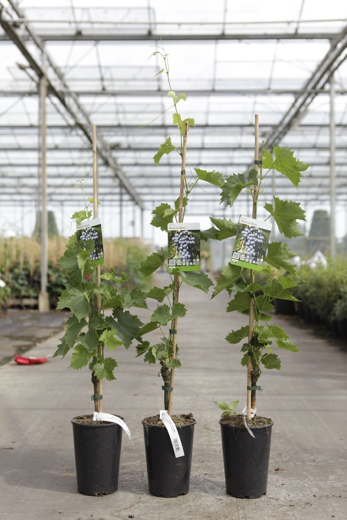 [P] Vitis 'Muscat Bleu' cont. 9L high 150/+ cm grafted (blue) +p