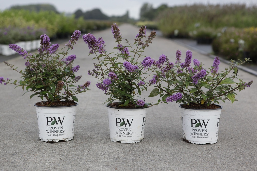 [P] Buddleja Proven Winners® PURPLE CHIP (PBR) cont. 3L déco 25-30 cm +p