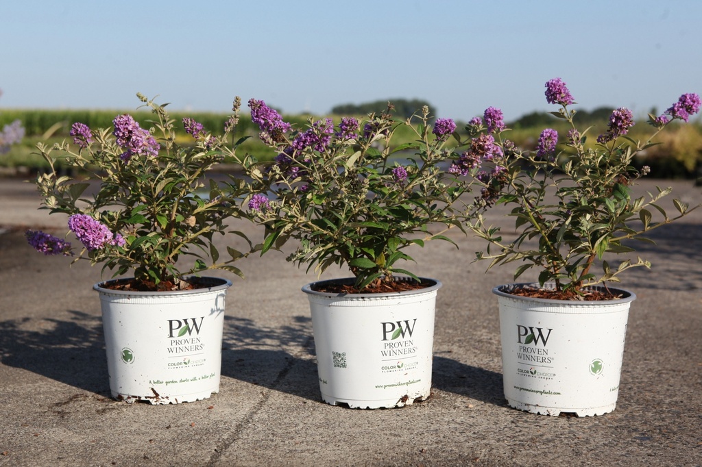 [P] Buddleja Proven Winners® PURPLE CHIP (PBR) cont. 3L deco 25-30 cm +ф