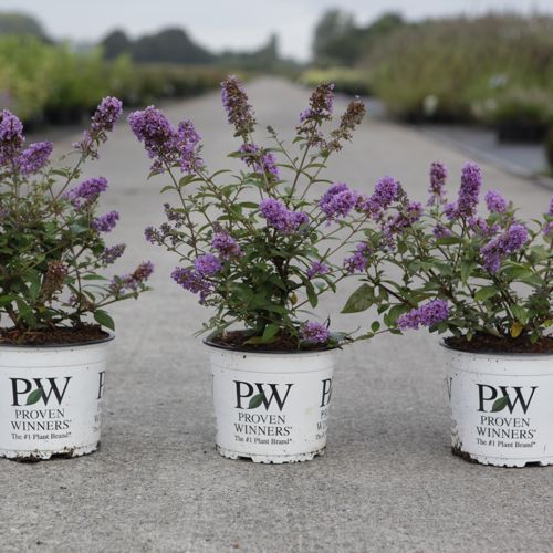 [P] Buddleja Proven Winners® PURPLE CHIP (PBR) cont. 3L deko 25-30 cm +B