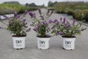 Buddleja Proven Winners® PURPLE CHIP (PBR) cont. 3L Proven Winners® 25-30 cm +p