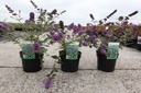 Buddleja Proven Winners® PURPLE CHIP (PBR) cont. 3L deco 25-30 cm +ф