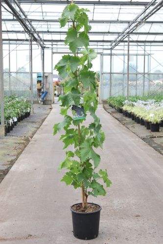 [P] Vitis 'Muscat Hamburg' cont. 9L haut 150/+ cm greffé (bleu) +p