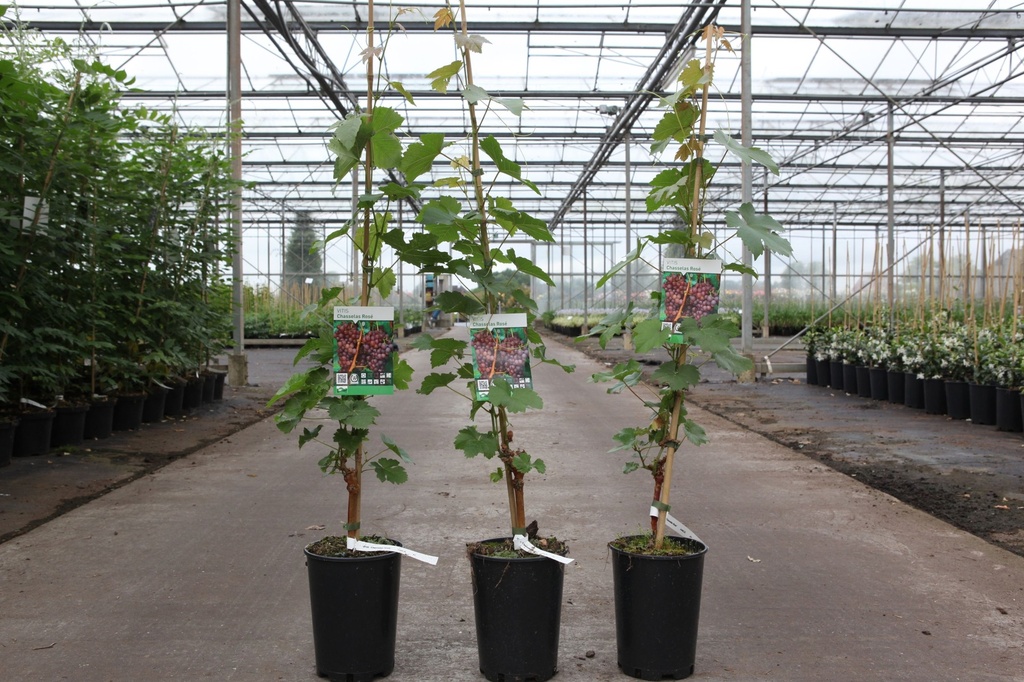 Vitis 'Chasselas Rosé' cont. 3L high 80-100 cm grafted (pink) +p