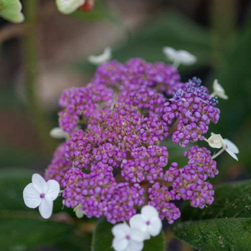 Hydrangea aspera 'Macrophylla' cont. 15L 80/+ cm +f