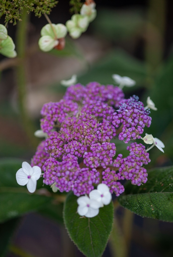 [P] Hydrangea aspera 'Macrophylla' cont. 15L 80/+ cm +f