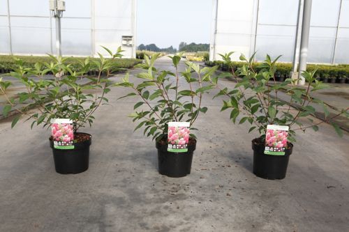 Hydrangea paniculata VANILLE FRAISE (PBR) cont. 3,6L 40-50 cm +ф