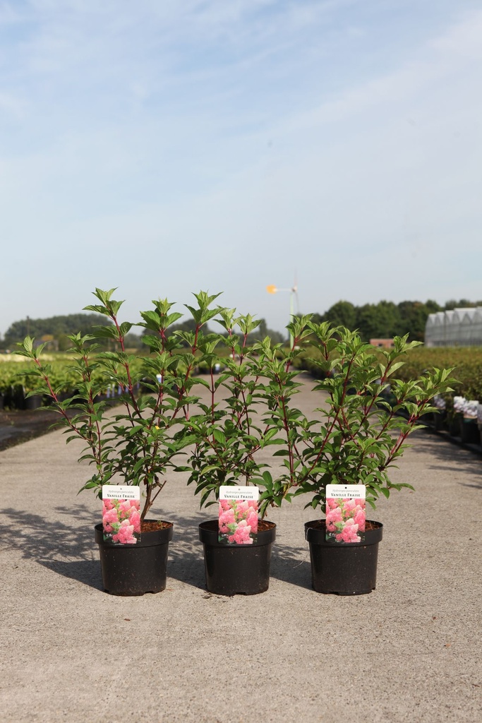 Hydrangea paniculata VANILLE FRAISE (PBR) cont. 3,6L 40-50 cm +p