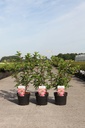 Hydrangea paniculata VANILLE FRAISE (PBR) cont. 3,6L 40-50 cm +B